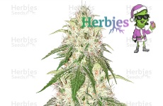 24K Gold Seeds Herbies