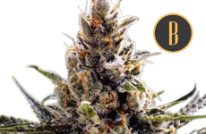 24K Gold Seeds Blimburn