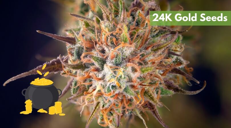 24K Gold Seeds