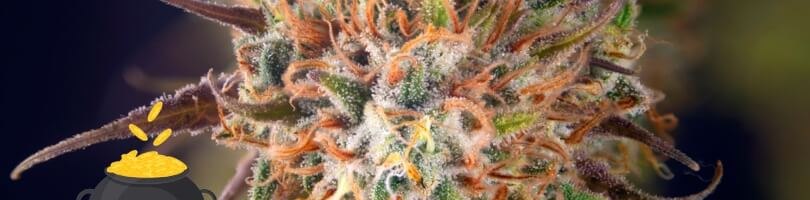 buy 24k gold seeds