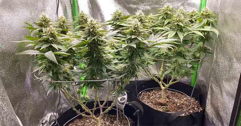 2x2 Grow Tent Cannabis Size