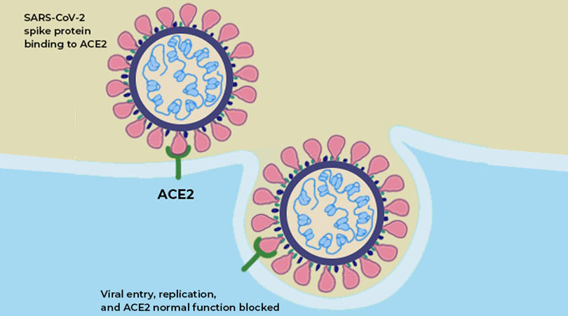 ACE2 Receptor and COVID-19 Coronavirus