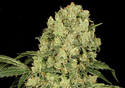 AK-47 Feminized Seeds