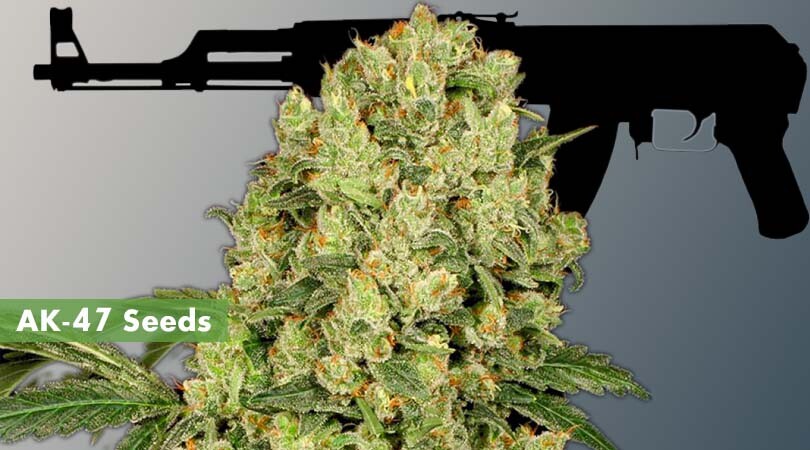 AK-47 Seeds Cover Photo