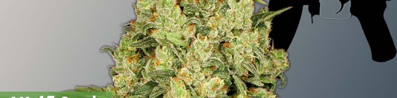 AK-47 Seeds Featured Image