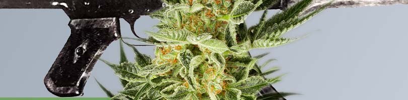 AK-48 Seeds Featured image