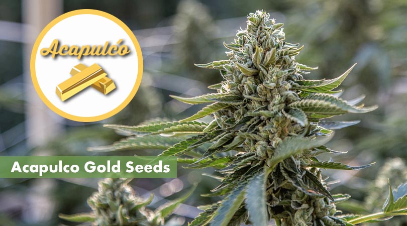 Acapulco Gold Seeds Main Photo