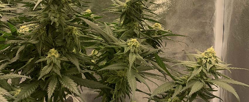 Acapulco Gold Seeds Strain Description