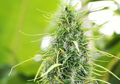 Aceh Best Landrace Cannabis Seeds