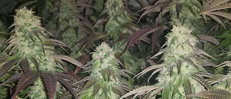 Afghan Kush Seeds Strain Description