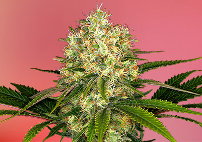 Cheap Cannabis Seeds - Afghani Best Landrace Cannabis Seeds