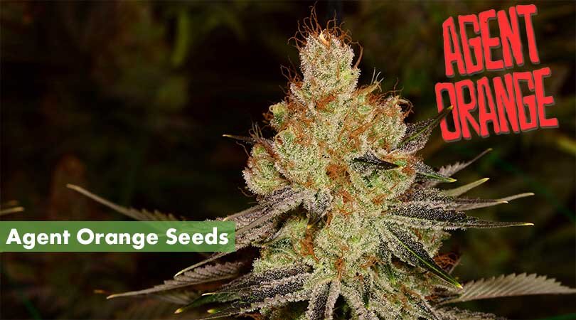 Agent Orange Seeds Cover Photo