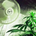 Grow Fans and Marijuana Growing