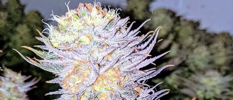Rare Vtg Alaska Grown Matanuska ThunderFuck Marijuana Weed Cannabis Belt Buckle