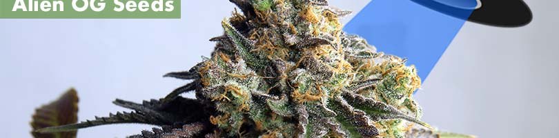 Alien OG Seeds Featured Image