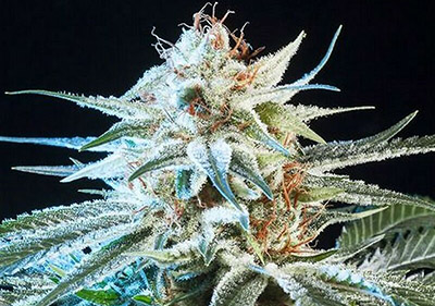 Alien Technology Best Landrace Cannabis Seeds