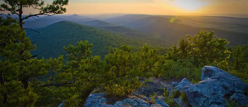 Arkansas Forest