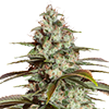 Auto Girl Scout Cookies Cannabis Seeds MSNL