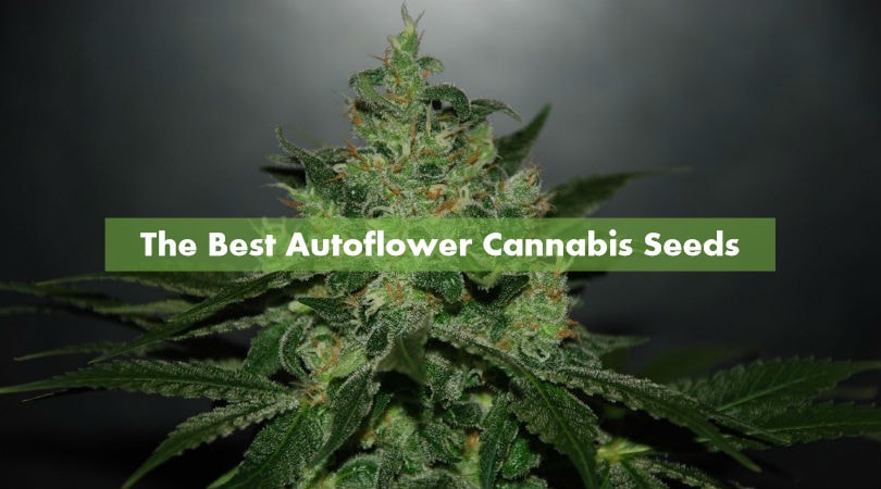 The Best Autoflower Cannabis Seeds