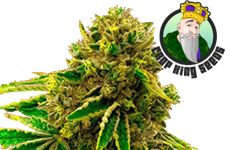 Banana Kush Feminized Seeds Crop King Seeds