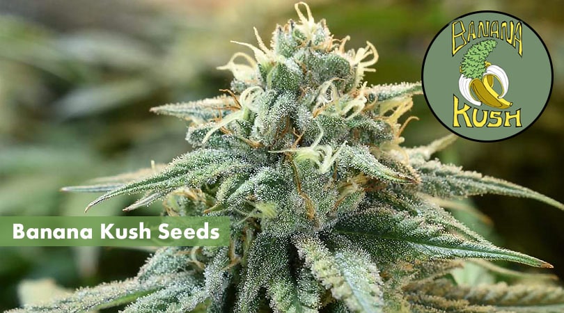 Banana Kush Seeds Cover Photo