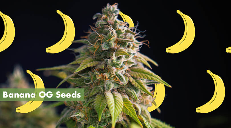 Banana OG Seeds Cover Photo