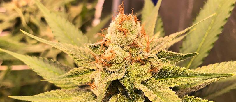 Banana Punch Strain Description