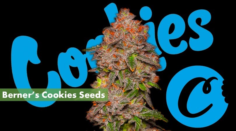 Berners Cookies Seeds Cover Photo