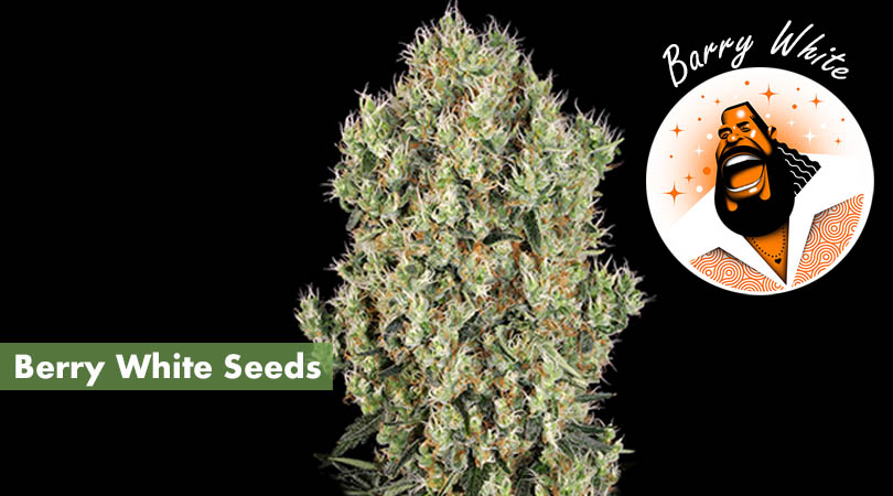 Berry White Seeds Cover Photo