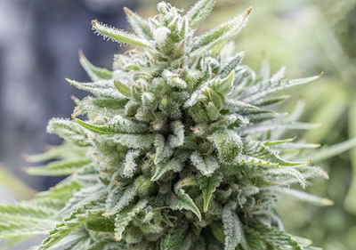OG Kush Autoflower Cannabis Seeds