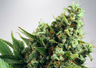 White Widow Autoflower Cannabis Seeds