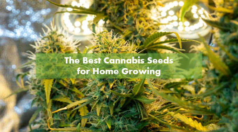 The Best Cannabis Seeds for Home Growing