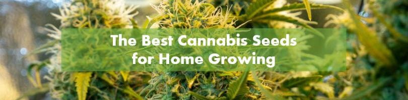 The Best Cannabis Seeds for Home Growing