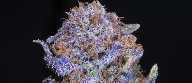 Purple Kush Feminized Seeds