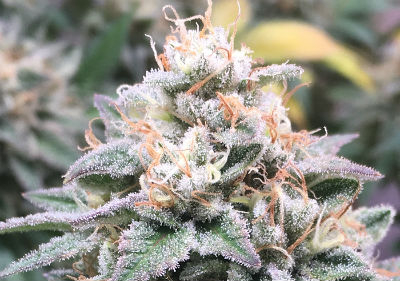 Chemdawg High THC Feminized Seeds