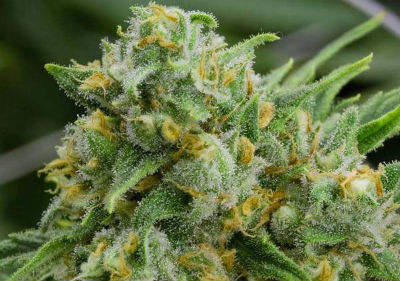 The Best Feminized Cannabis Seeds - Green Crack Feminized Cannabis Seeds