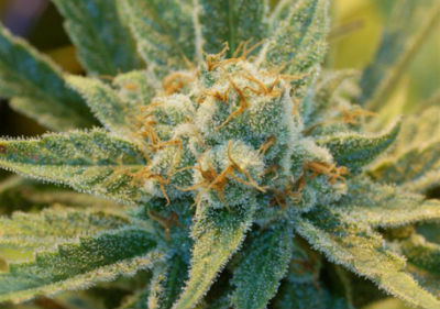 Super Silver Haze Cannabis Cup High Times Winner Seeds