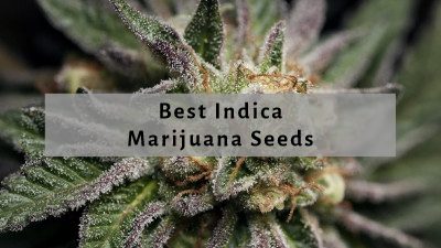 Best Indica Seeds
