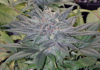 Best Medical Marijuana Seeds - Black Indica Seeds