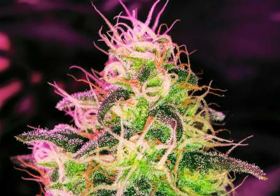 Best Medical Marijuana Seeds - Blackjack Seeds