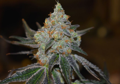Best Medical Marijuana Seeds - CB Diesel Seeds