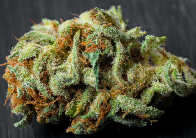 Best Medical Marijuana Seeds - CB Dream Feminized Cannabis Seeds