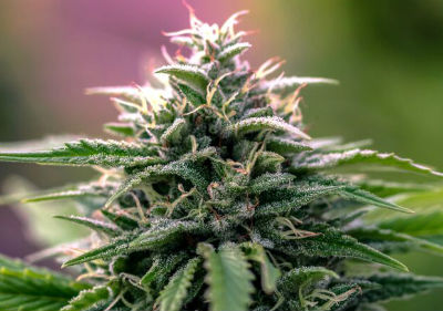 Best Medical Marijuana Seeds - CB Dutch Treat Cannabis Seeds