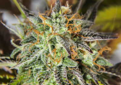 Best Medical Marijuana Seeds - Cannatonic Cannabis Seeds