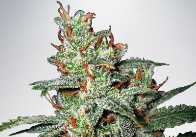 Best Medical Marijuana Seeds - Carnival Feminized Cannabis Seeds