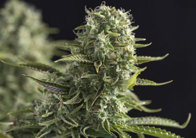 Medical grade cannabis seeds