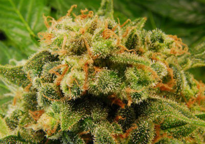 Best Medical Marijuana Seeds - Hash Plant Cannabis Seeds