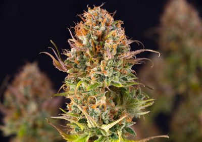 Best Medical Marijuana Seeds - L.A. Confidential Seeds