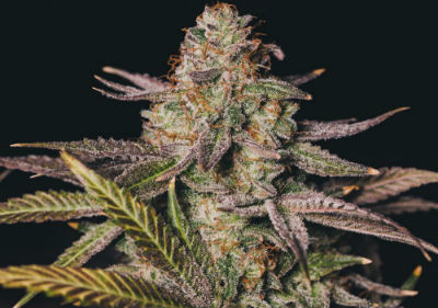 Best Medical Marijuana Seeds - Purple Pineberry Seeds
