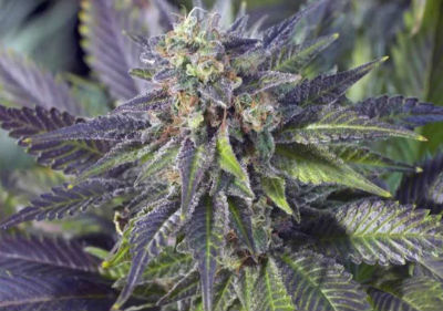 Blueberry Widow Feminized Cannabis Seeds
